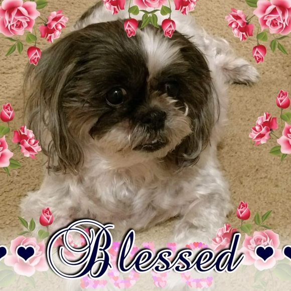 Meet your Posher, Carmelita - Picture 1 of 1